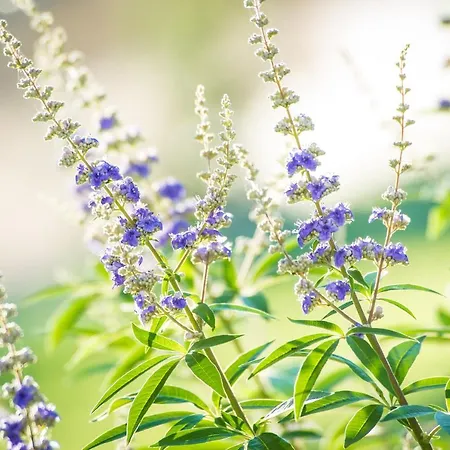 Κατάλυμα σε φάρμα Podere Zampiera Vecchia Ίμολα