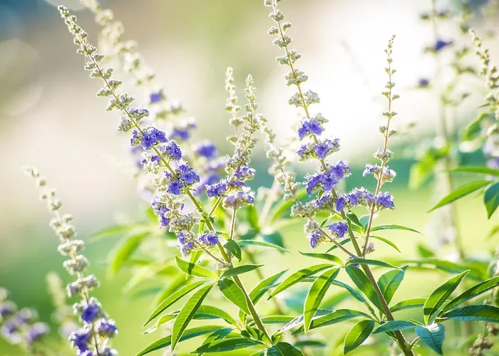 Bauernhof Podere Zampiera Vecchia Imola